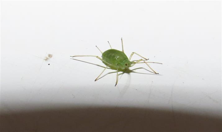 Aphididae:  cfr. Macrosiphum euphorbiae